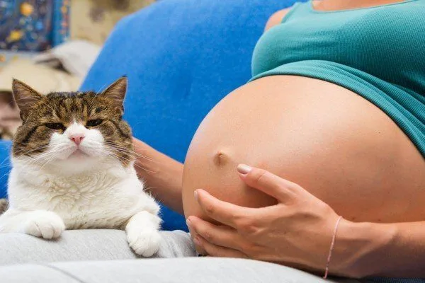 What is toxoplasmosis and how can I prevent it?